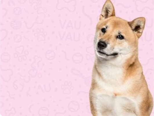 shiba-inu