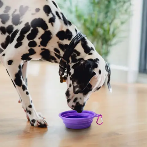 PetChef Skladacia Silikonova Miska Pre Psov M4