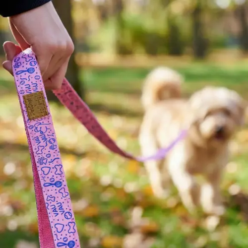Petchef Dog Leash 2