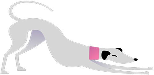 Grey Dog Petchef Illustration