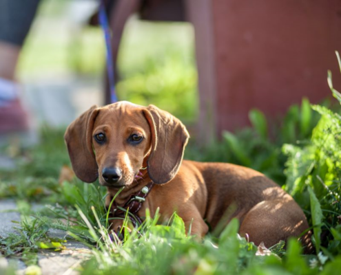 jazvecik-kratkosrsty