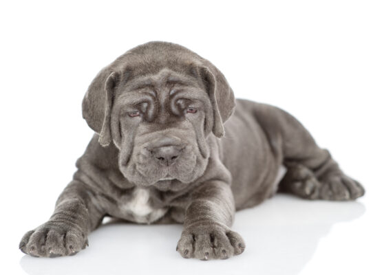 neapolsky-mastif-stena