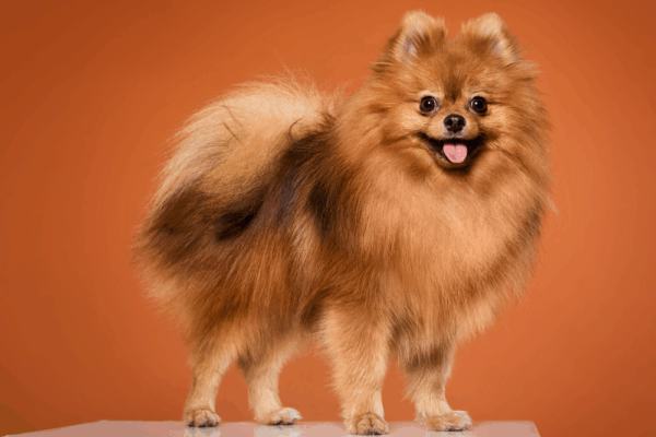 Pomoransky Spic