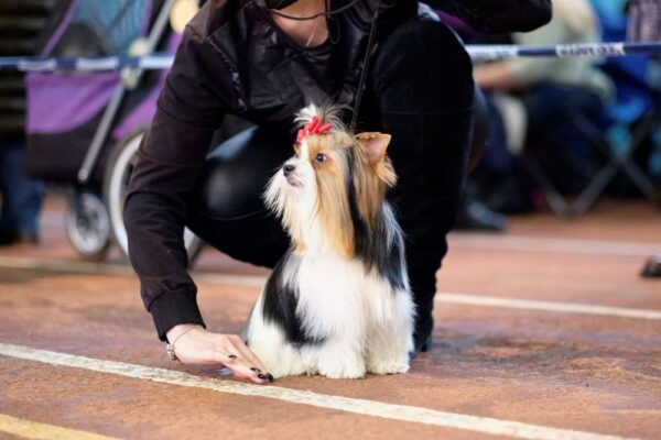 Yorkshirsky Terier Mini