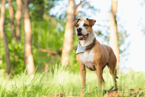 Amstaff Pes