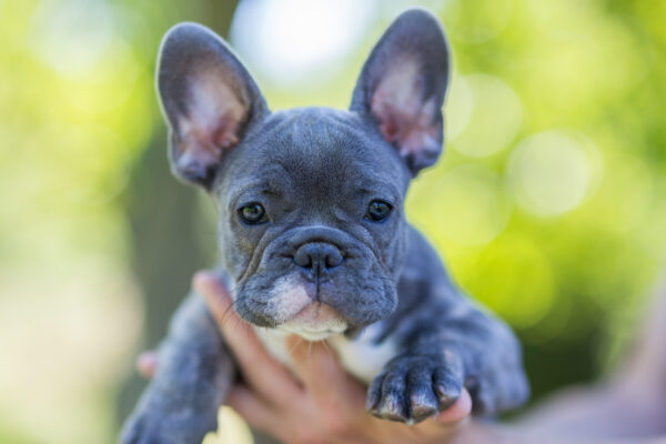 Blue French Bulldog Enjoying Outdoors.