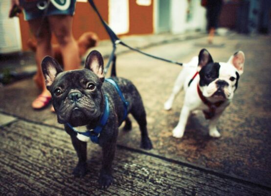 Francuzsky Bulldog