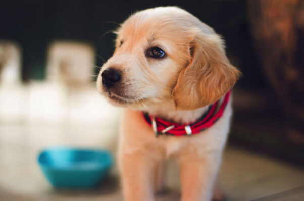 Krmivo Pre Steniatka