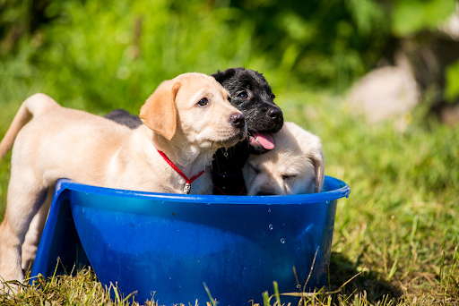 Bathing a dog