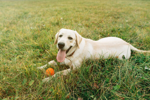 Labrador