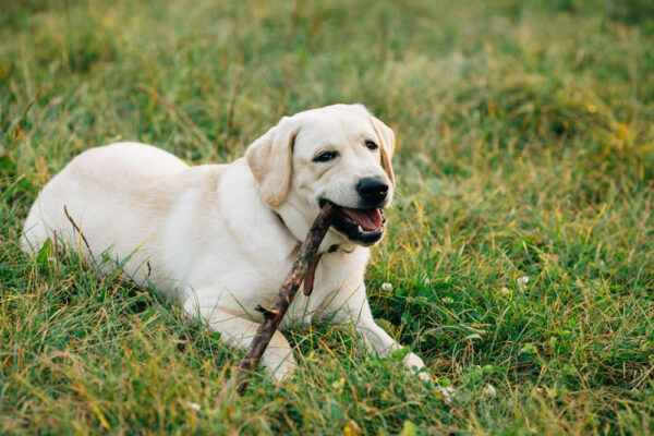 Labrador Biely