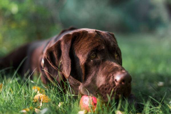 Labrador Hnedy