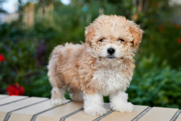 Maltipoo Mini