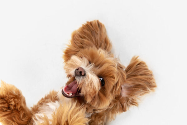 Maltipoo Slovensko