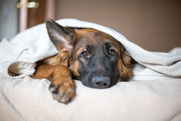 Cute German Shepherd In A Blanket On Bed. Lovely Dog In Home.