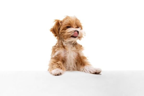 Pes Maltipoo