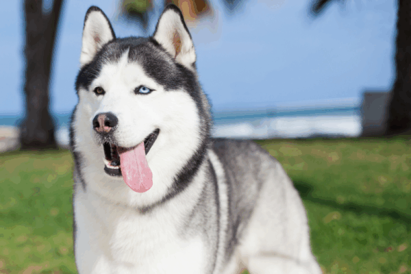Sibirsky Husky