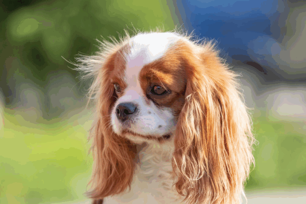 Cavalier-King-Charles-spaniel