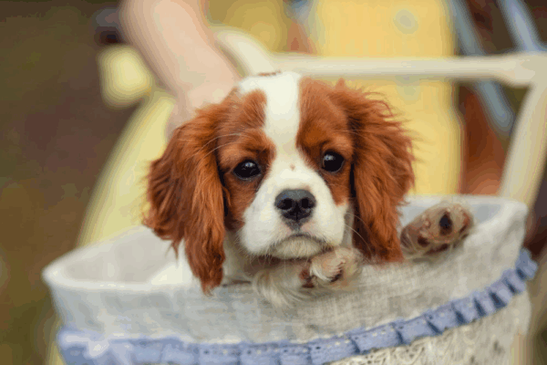 Starostlivost-o-Cavaliera