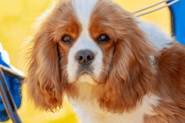 chovanie-Cavalier-King-Charles-spaniela