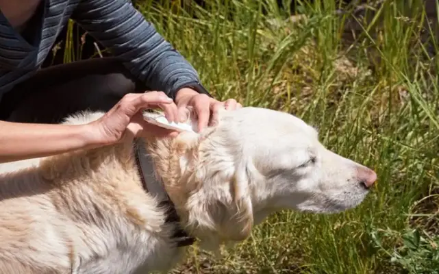 ako-vybrat-kliesta-psovi