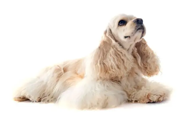 americky-kokerspaniel