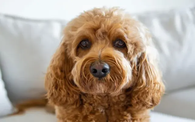 cavapoo