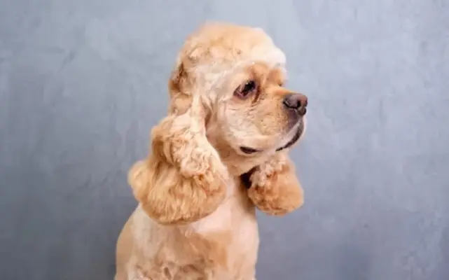 kokerspaniel
