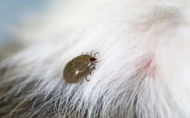 odstranenie-kliesta-zo-psa