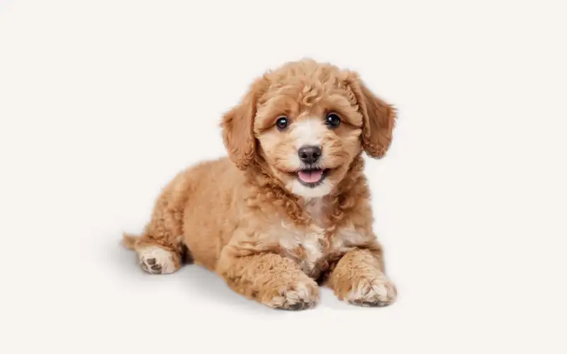 PetChef Krmiva Pre Psov M 2