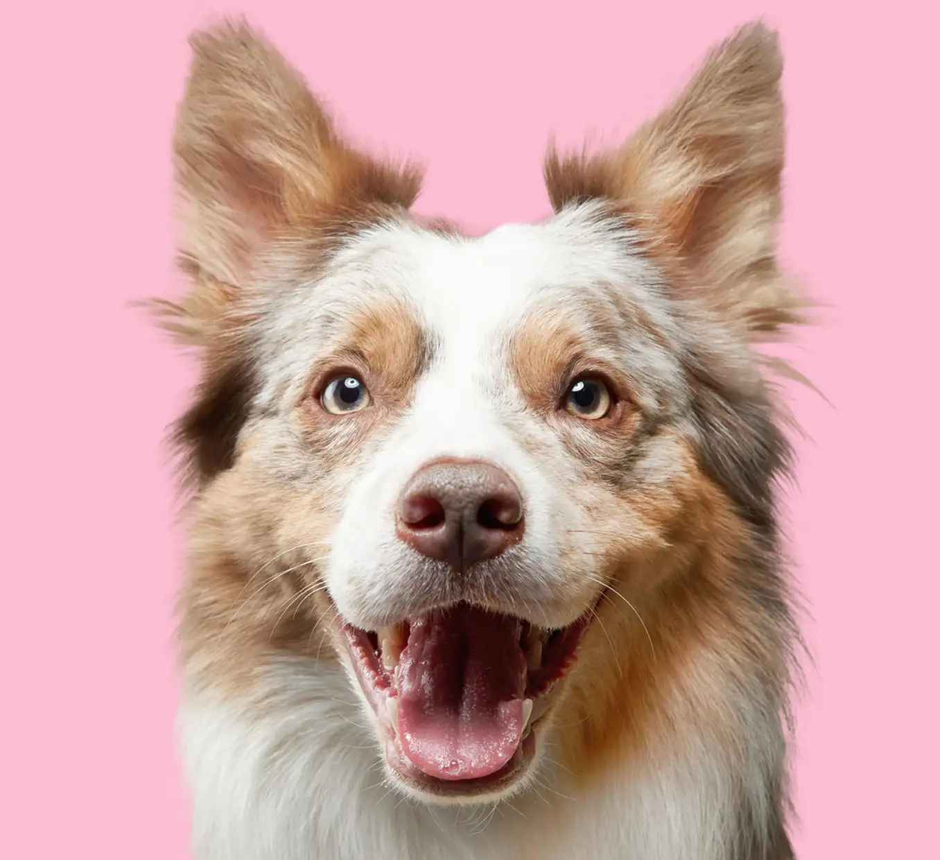 PetChef Krmiva Pre Psov M 4