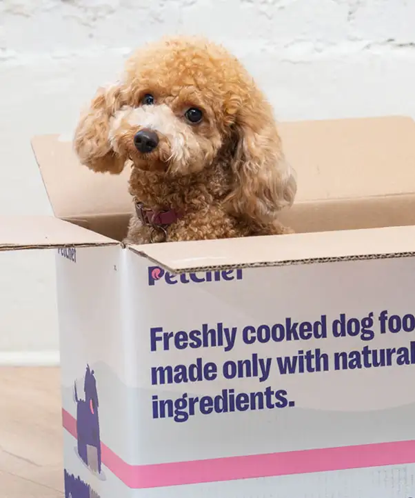 PetChef Krmiva Pre Psov M 6