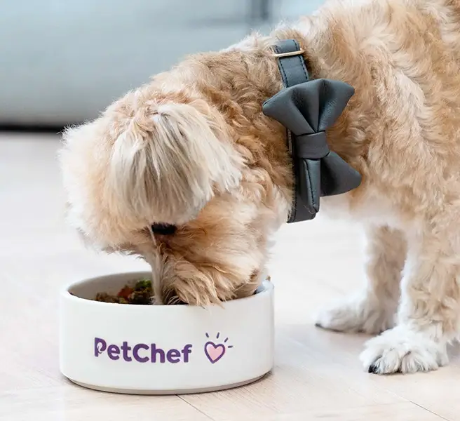 Dr Jozefom Vargom PetChef 3