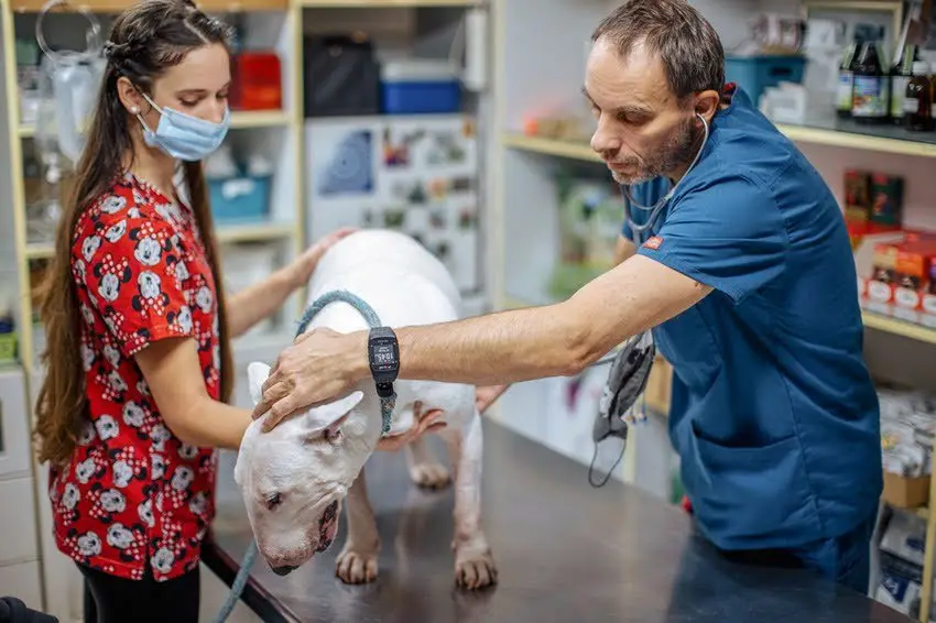 Dr Jozsef Varga Veterinar
