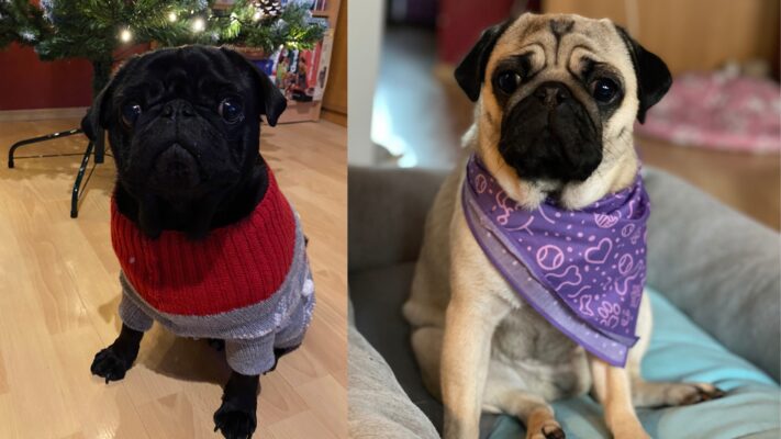 Mopsz Majdgyulladas