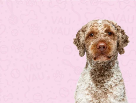 lagotto-romagnolo-fajtakartya