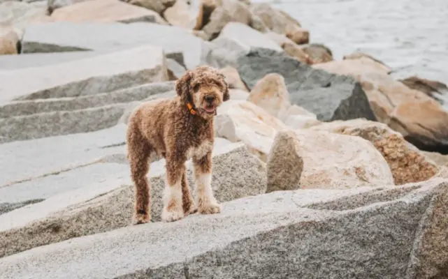 plemeno-lagotto
