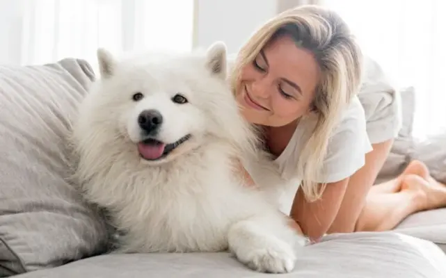 samojed