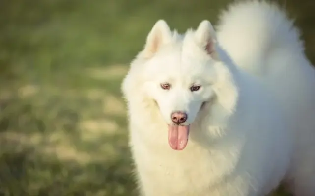 samojed-biely-pes