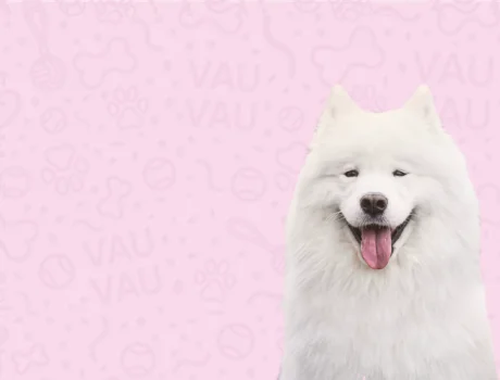 samojed-fajtakartya