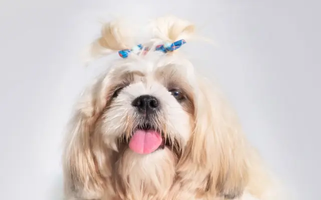 shih-tzu