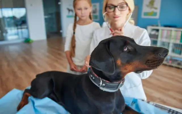 vysetrenie-u-veterinara