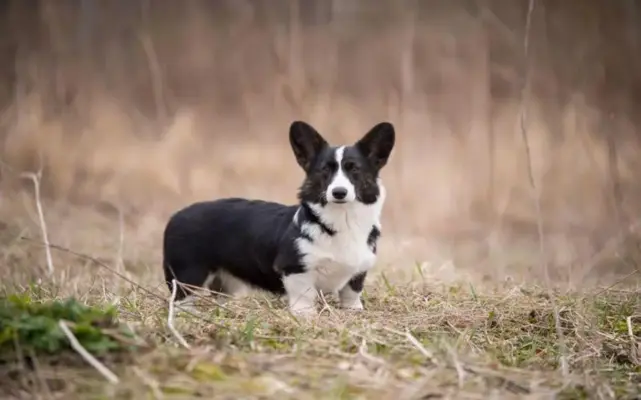 corgi
