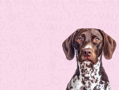 fajtakartya-nemet-vizsla