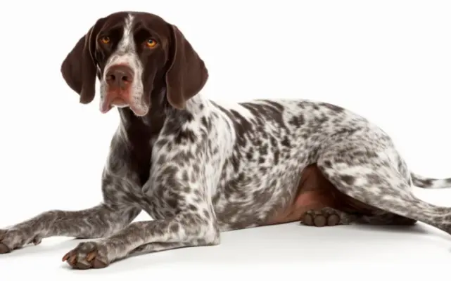 nemecky-kratkosrsty-stavac