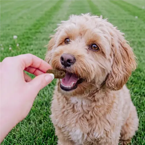 Petchef Calming Vegan Snack 4