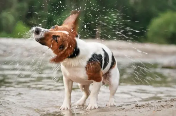 preco-trasie-pes-hlavou