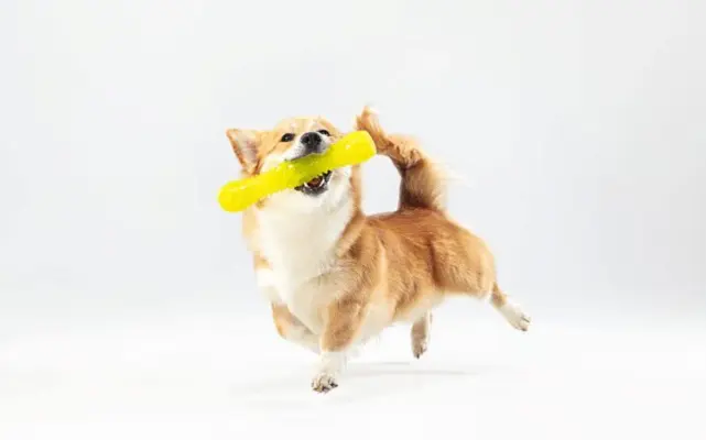 welsh-corgi-pembroke