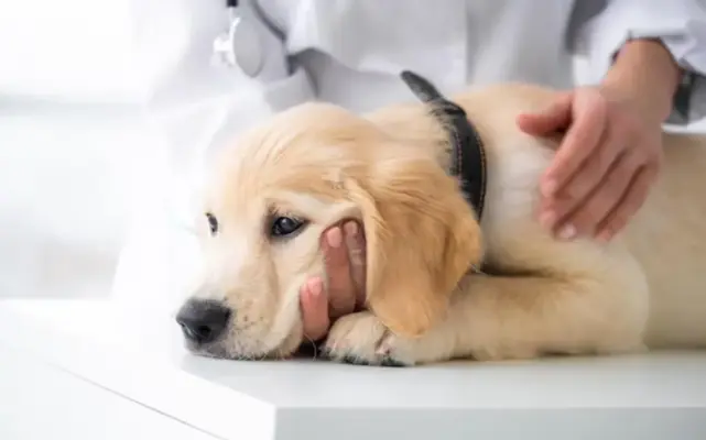 parvovirus