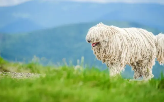Pes Puli